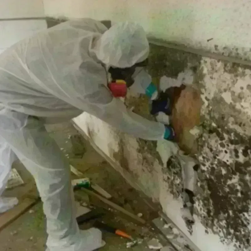 Mold Remediation and Removal in Orange, CA